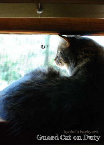 窓辺のガード猫_b0253205_23382432.jpg
