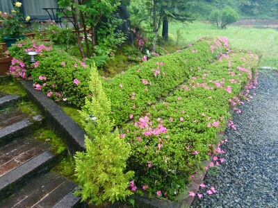 梅雨下のサツキと舞鶴抹茶_e0252905_8241921.jpg