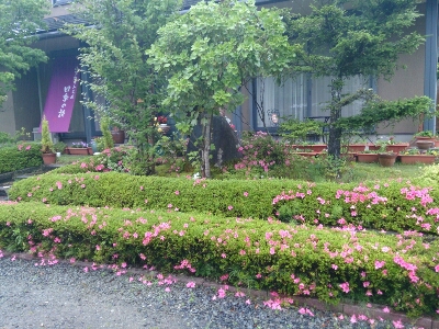 梅雨下のサツキと舞鶴抹茶_e0252905_8244297.jpg