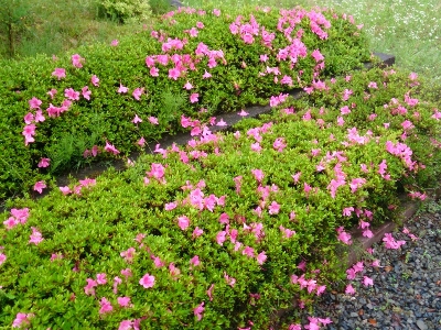 梅雨下のサツキと舞鶴抹茶_e0252905_825698.jpg