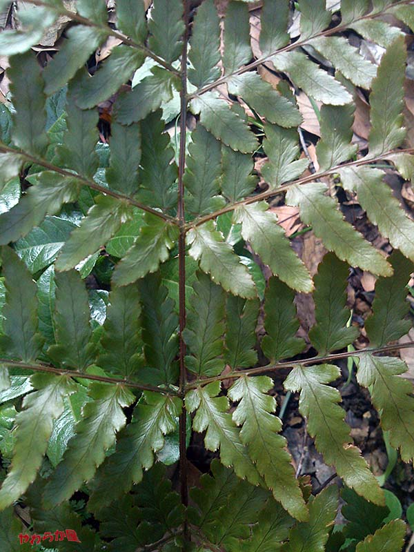 b0134907_10315933.jpg