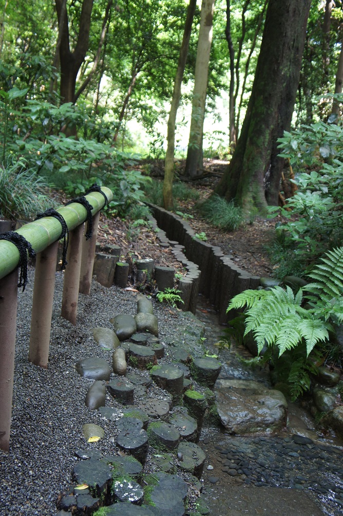 明治神宮の花菖蒲_b0112909_2019114.jpg