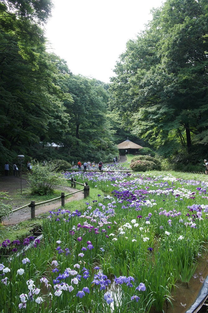 明治神宮の花菖蒲_b0112909_20315210.jpg