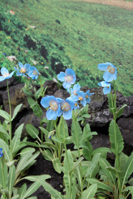 ヒマラヤの青い芥子（ケシ）の花_f0134809_13183088.jpg