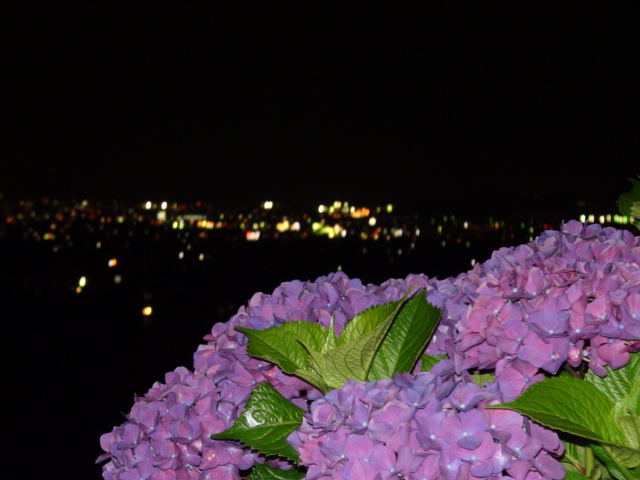 新居浜市山田紫陽花ロードと夜の景観…2014・6・13_f0231709_2352175.jpg