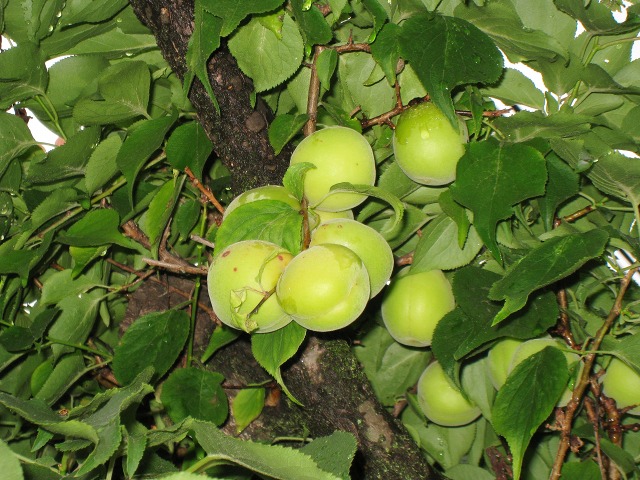 e0117318_1655612.jpg