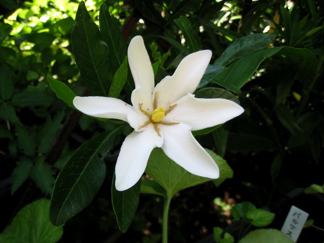e0117318_169219.jpg