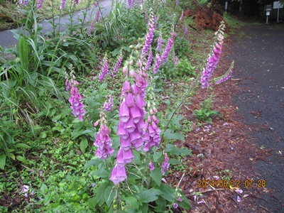 f0193521_16344387.jpg