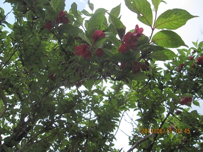 f0193521_1813238.jpg