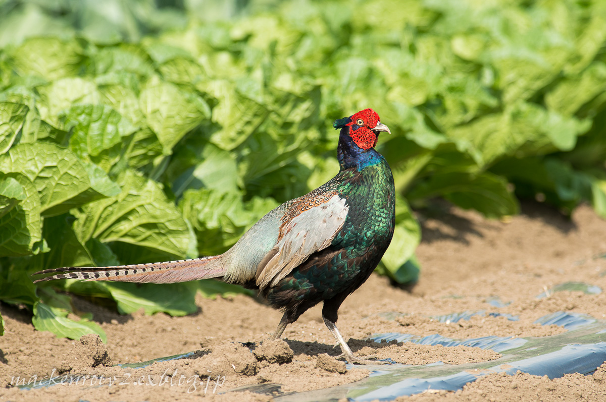 見沼の野鳥_a0232322_00094570.jpg