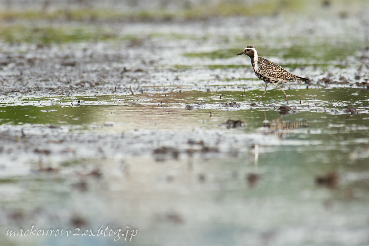 見沼の野鳥_a0232322_00170363.jpg