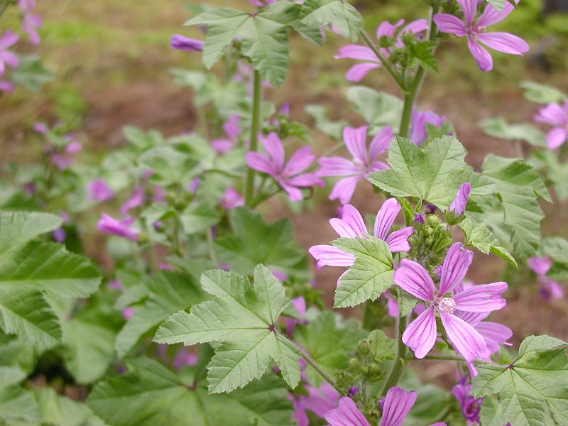 コモンマローがたくさんの花を咲かせています_d0015124_15261180.jpg