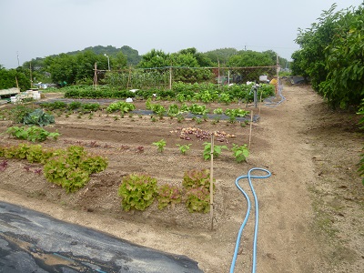 寿司グルメの朝採れ野菜_b0325627_22433936.jpg