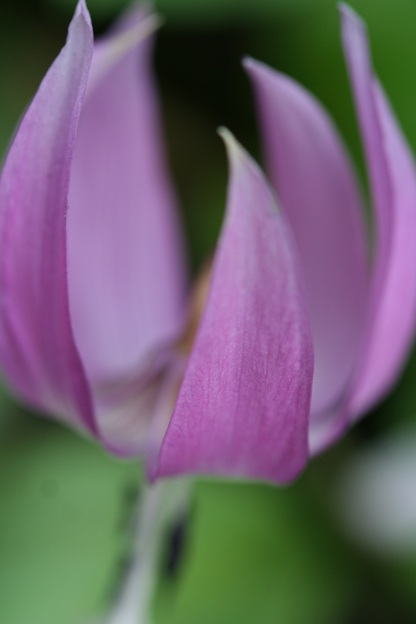 札幌　真駒内公園　カタクリの花_f0133827_23395463.jpg