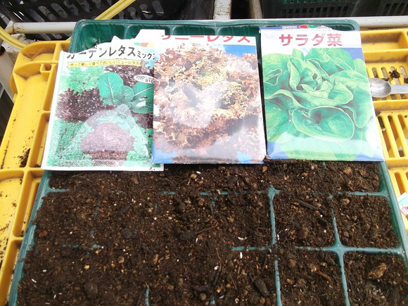 レタスがトウダチ...種まきです。_b0137932_1422750.jpg