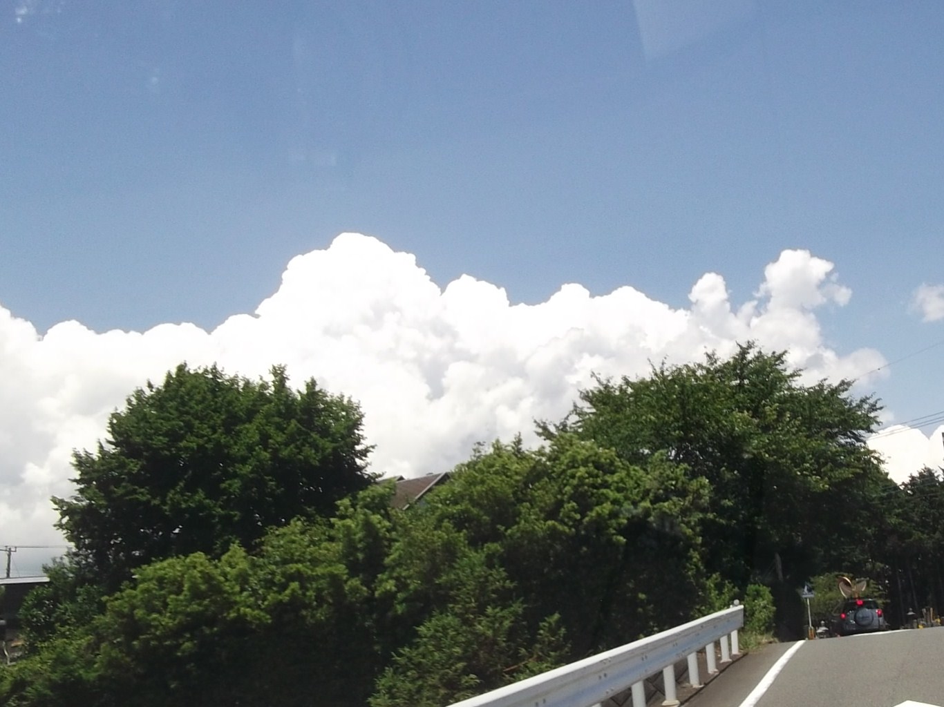 レタスがトウダチ...種まきです。_b0137932_22342652.jpg
