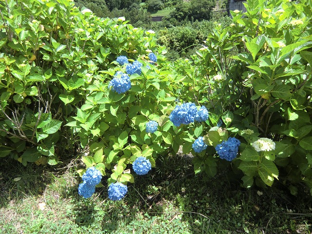 a0006033_13381728.jpg