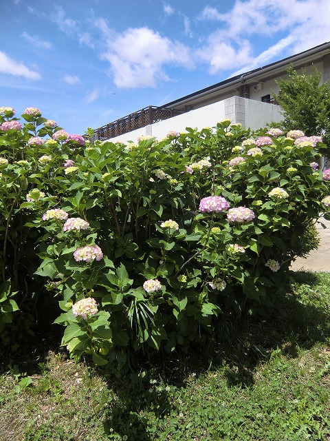 a0006033_1338639.jpg