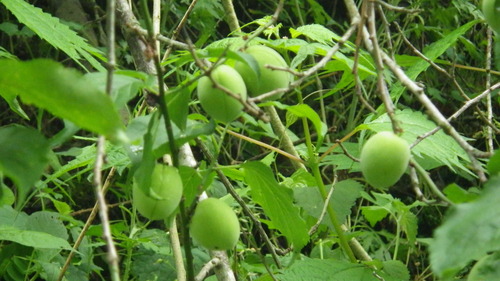 c0300035_872214.jpg