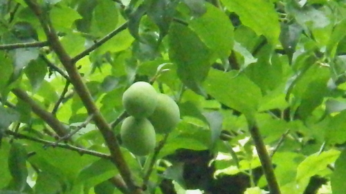 c0300035_87391.jpg