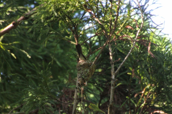 2014.6.13 子育て奮闘中・森戸林道・サンコウチョウ_c0269342_21571510.jpg