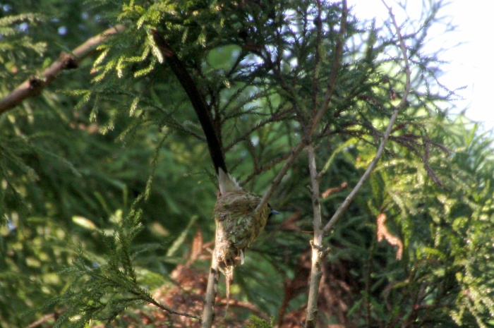 2014.6.13 子育て奮闘中・森戸林道・サンコウチョウ_c0269342_21573775.jpg