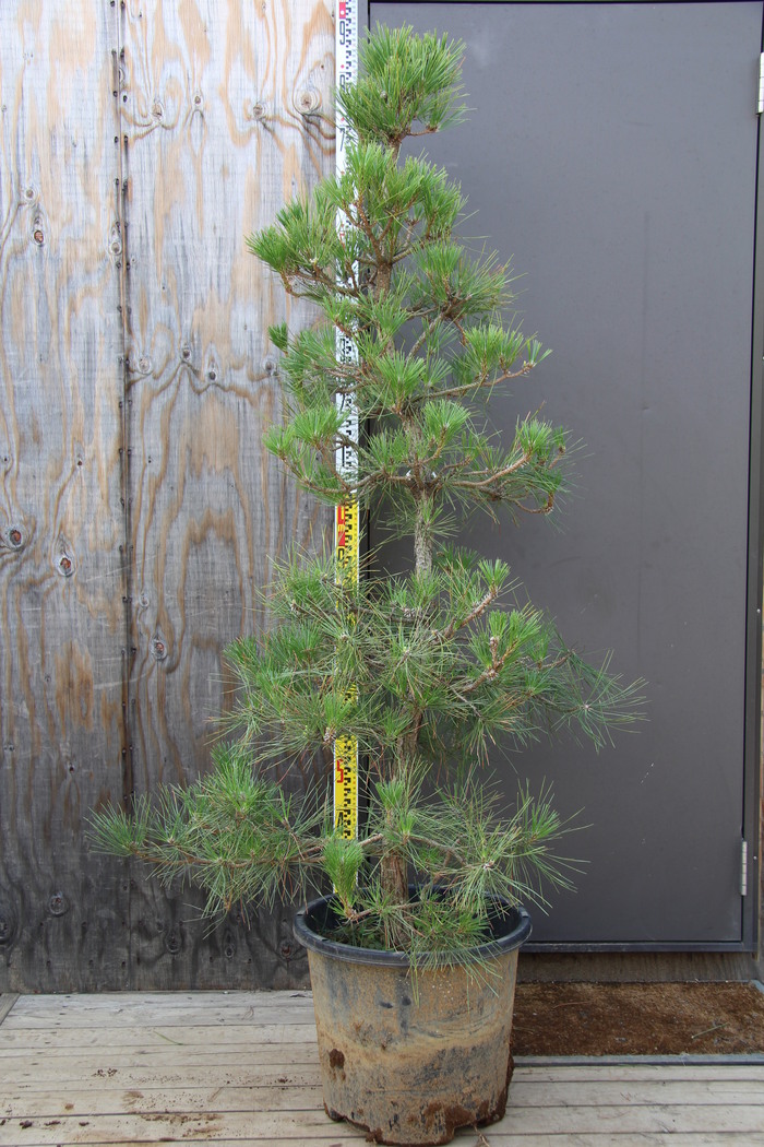 仕立て物 黒松 約80cm【クロマツ/くろまつ/盆栽/苗木/植木/庭木