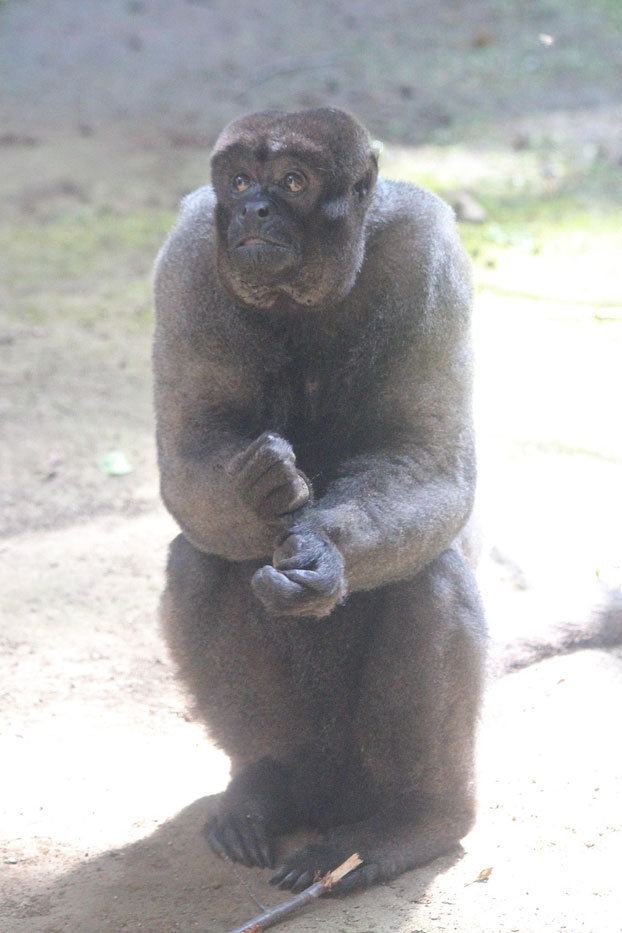 ズーラシアの多彩な霊長類 ウーリーモンキー 続 動物園ありマス