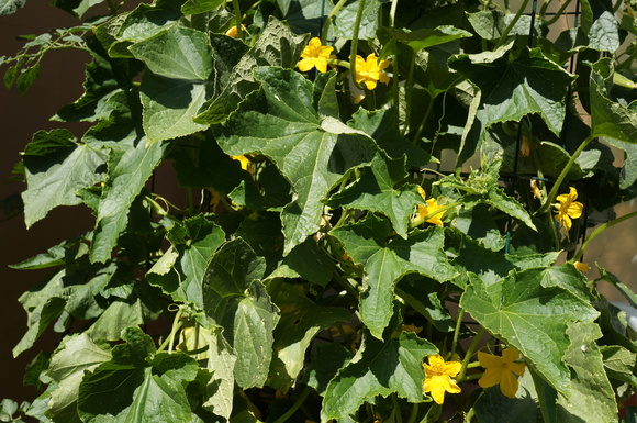 a0124555_13719.jpg