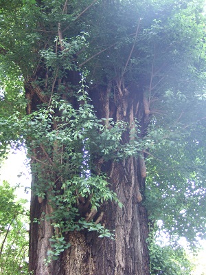 赤坂日枝神社ー山王まつりー_a0064067_22350432.jpg