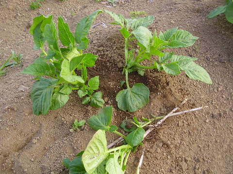 春ジャガイモの育て方 素人百姓日記 有機無農薬野菜作りの記録