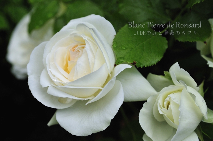 ブランピエールには香りがあった ｊｕｄｅの庭と薔薇のカヲリ