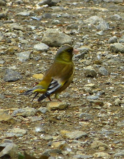 d0084473_202201.jpg