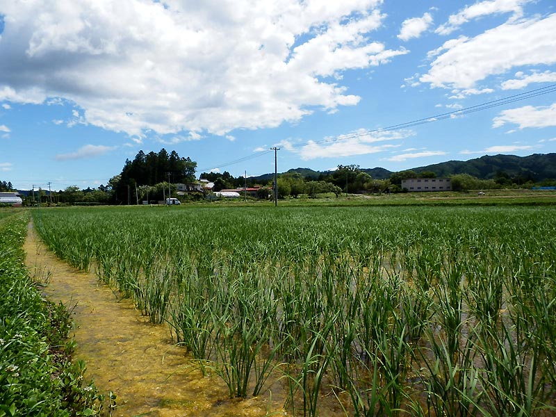 6月13日の田んぼ(上目黒小・枝野小)_d0247484_14103869.jpg