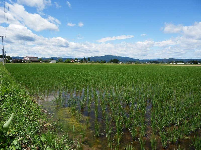 6月13日の田んぼ(上目黒小・枝野小)_d0247484_14113100.jpg