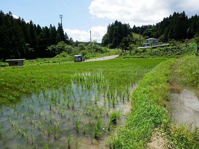 6月13日の田んぼ(月光原小・西根小)_d0247484_14351728.jpg