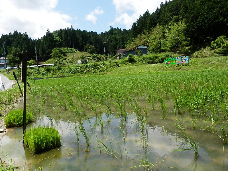 6月13日の田んぼ(月光原小・西根小)_d0247484_14433677.jpg
