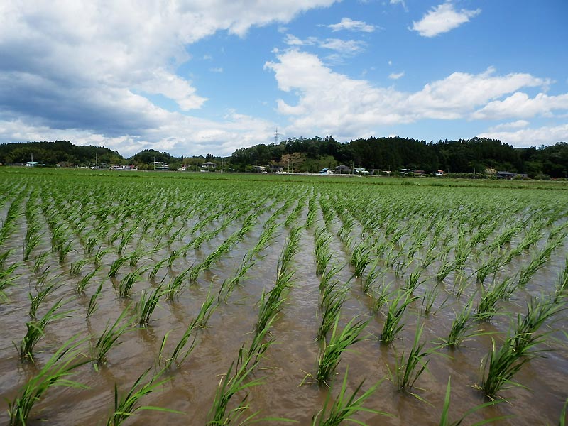 6月13日の田んぼ(緑ヶ丘小・北郷小)_d0247484_15144827.jpg