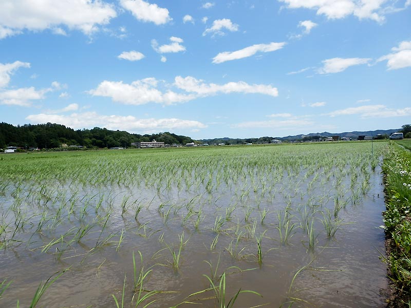 6月13日の田んぼ(緑ヶ丘小・北郷小)_d0247484_15162241.jpg