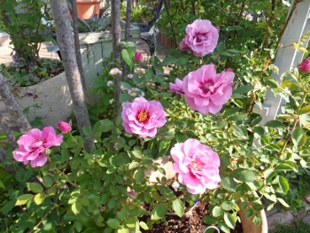 c0078586_8593311.jpg
