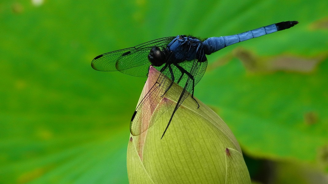 a0152692_18131446.jpg
