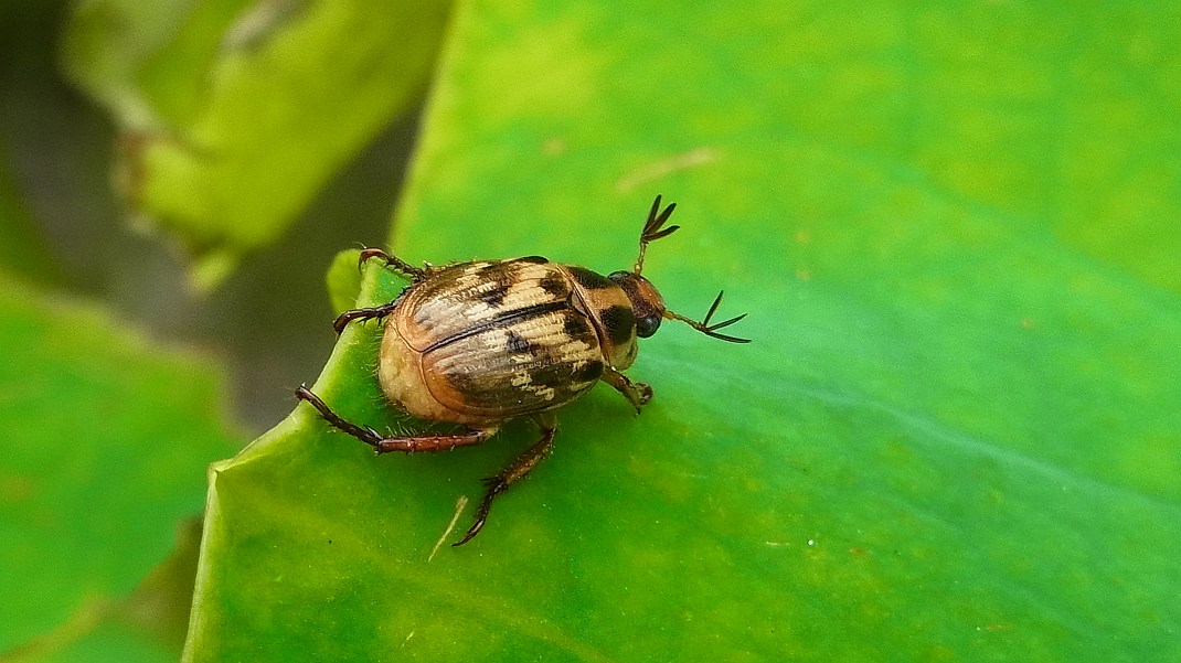 a0152692_1821418.jpg