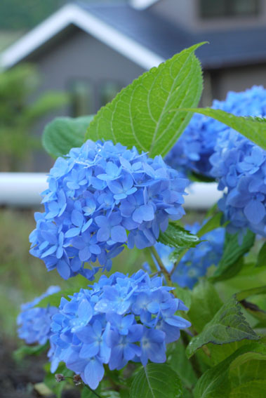 静かな朝　〜紅いザクロの花〜_f0222692_8104472.jpg