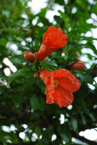 静かな朝　〜紅いザクロの花〜_f0222692_8122026.jpg