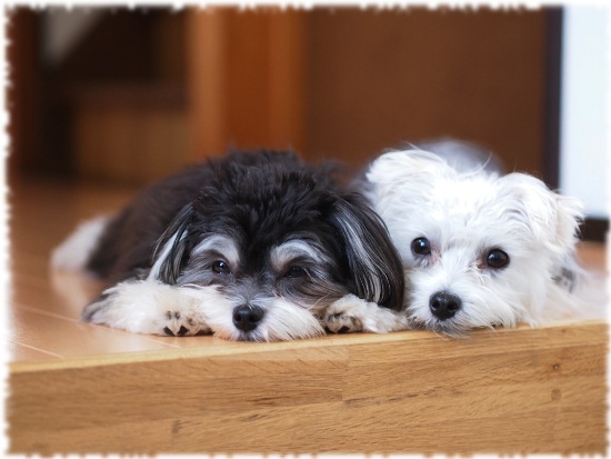 365カレンダー みんなで作る愛犬のオリジナルカレンダー 犬のまいにち 365カレンダー みんなで作る愛犬のオリジナルカレンダー 犬のまいにち