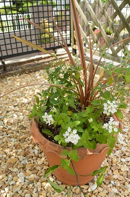2014年6月 河内長野市 アプローチ植栽_a0233896_11191947.jpg