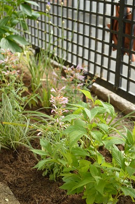 2014年6月 河内長野市 アプローチ植栽_a0233896_11242032.jpg