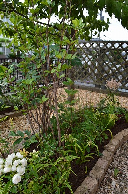 2014年6月 河内長野市 アプローチ植栽_a0233896_11263436.jpg
