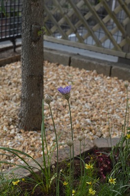 2014年6月 河内長野市 アプローチ植栽_a0233896_11265882.jpg