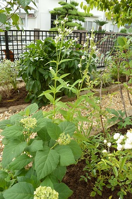 2014年6月 河内長野市 アプローチ植栽_a0233896_11292726.jpg